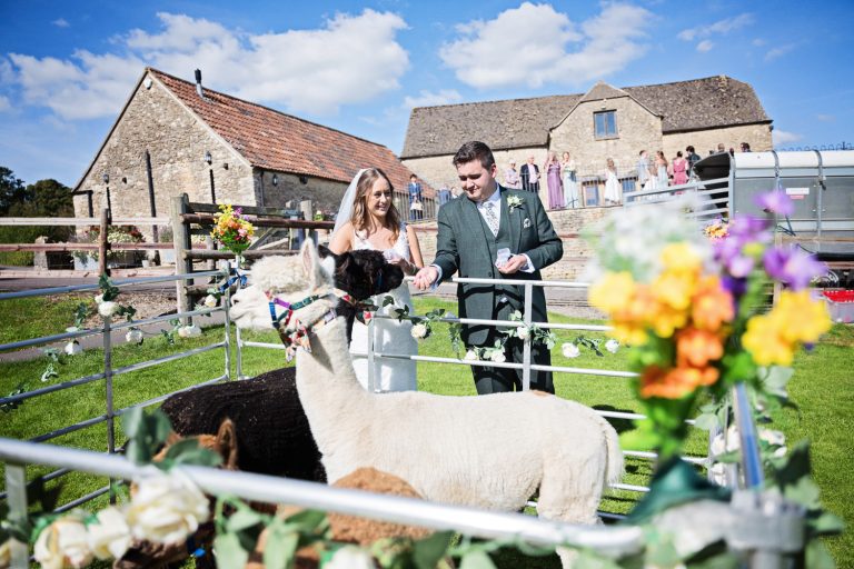 Alpaca's at Kingscote Barn.